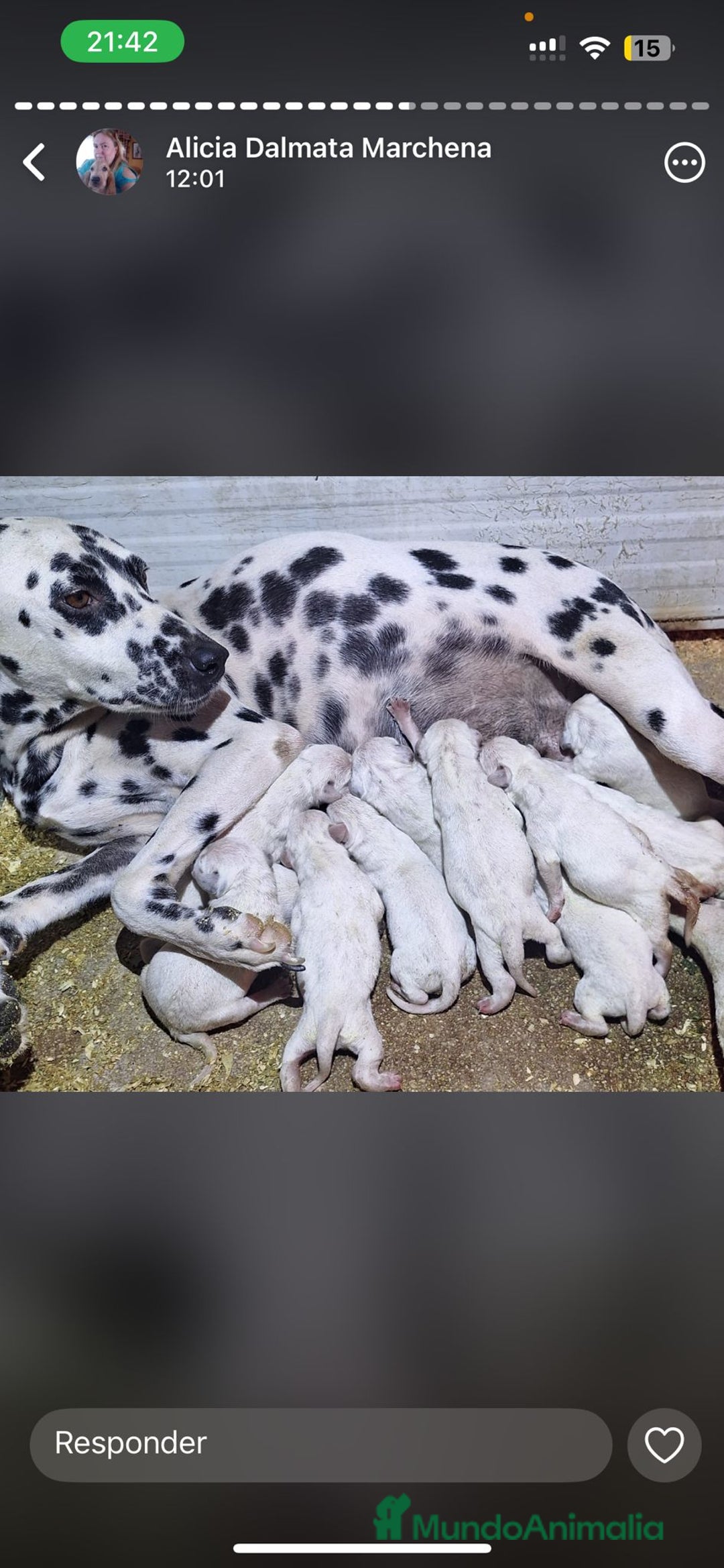 Dálmata perros en venta: Dalmata  - Anuncio 4