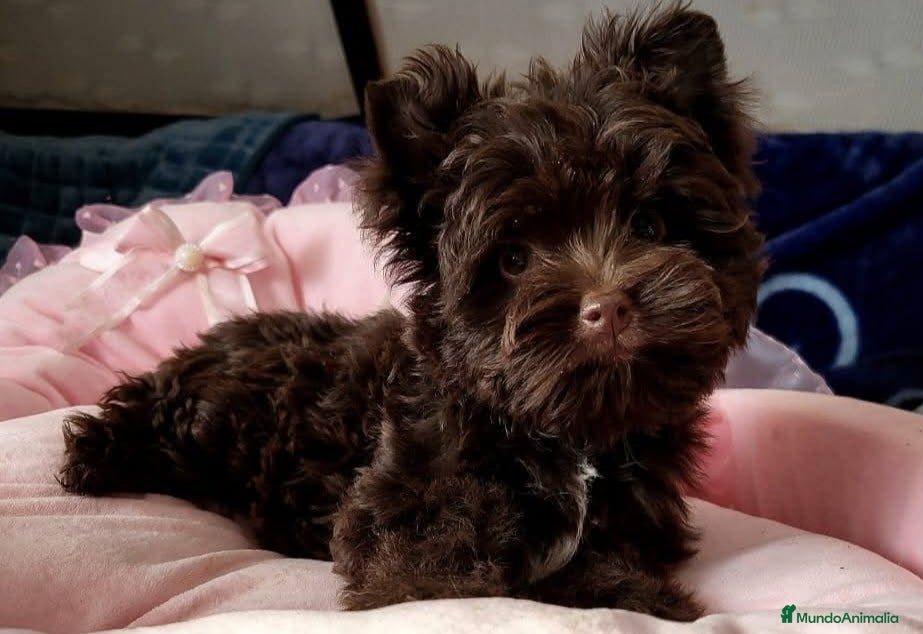 Yorkshire Terrier perros Machito Yorkshire Chocolate  - Anuncio 16