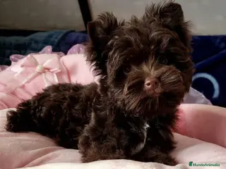 Yorkshire Terrier perros Machito Yorkshire Chocolate - Anuncio 16
