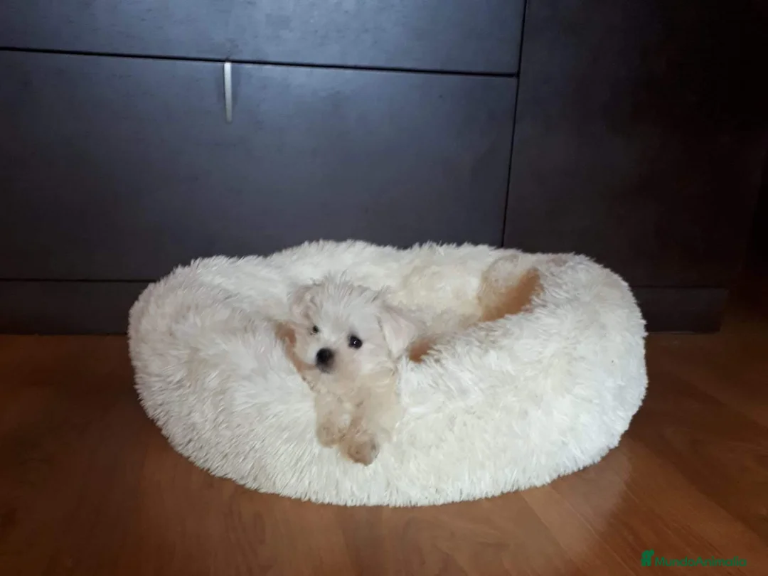Bichón Maltés perros en venta: Bichón maltés miniatura - Anuncio 1