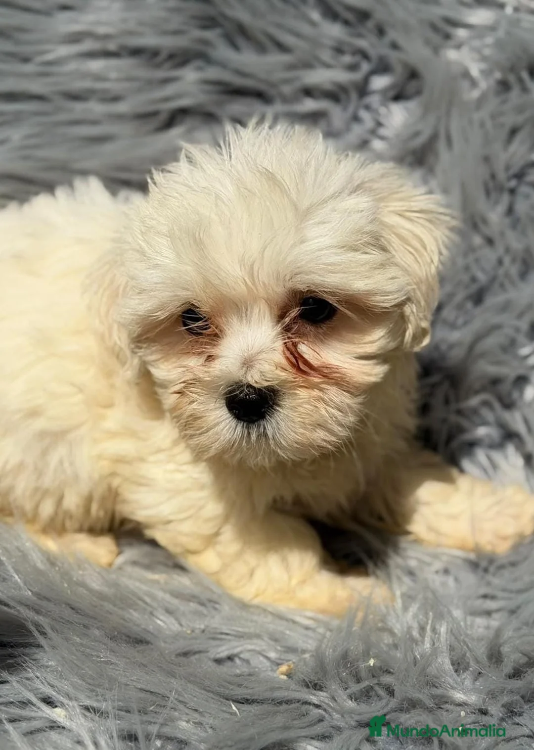 Bichón Maltés perros en venta: Precioso bichon maltés🐾 - Anuncio 1