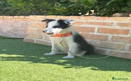 Border Collie perros en venta: Cachorro Border collie - Imagen 3