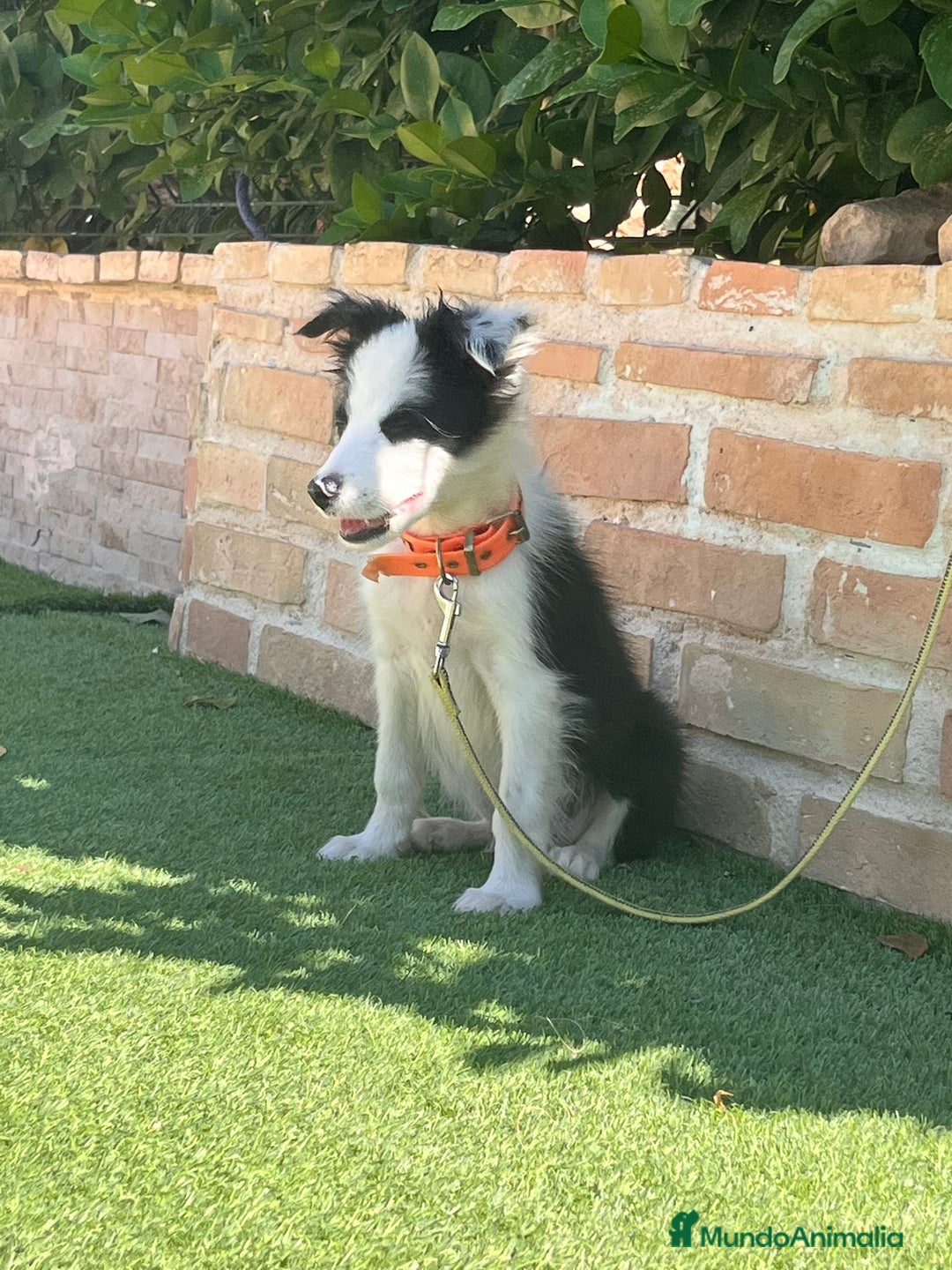 Border Collie perros en venta: Cachorro Border collie - Imagen 3