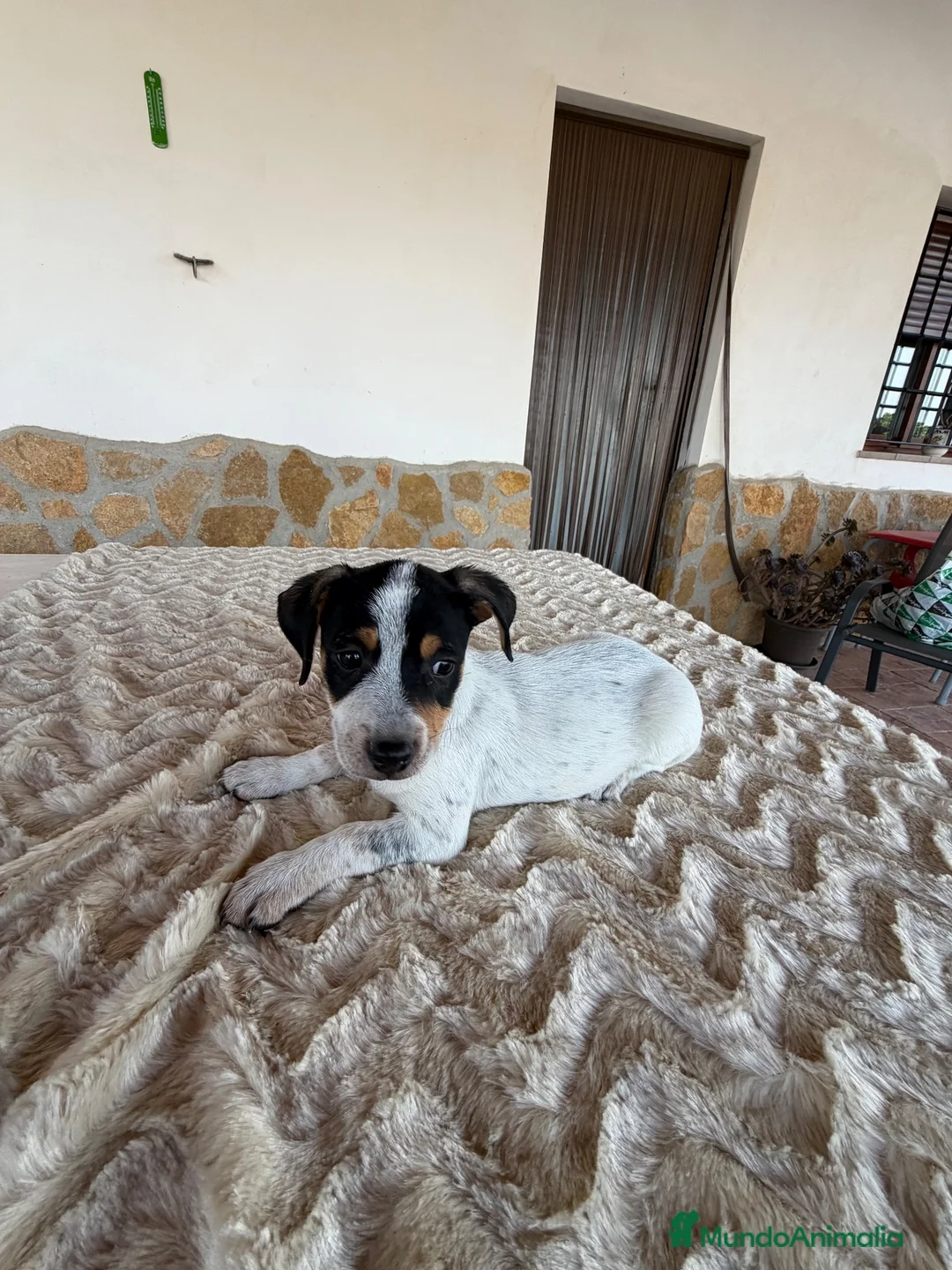 Raza Mixta perros en venta: Mestizos de pinscher - Anuncio 1