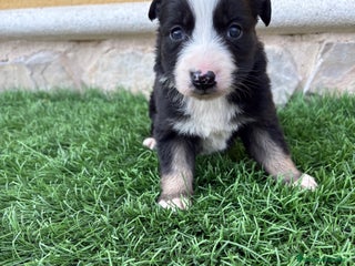 Border Collie perros Border Collie hembra negra blanca - Anuncio 1