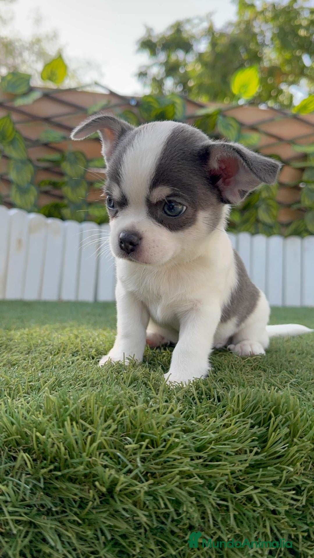 Chihuahua perros en venta: CHIHUAHUA MACHO DISPONIBLE - Imagen 3