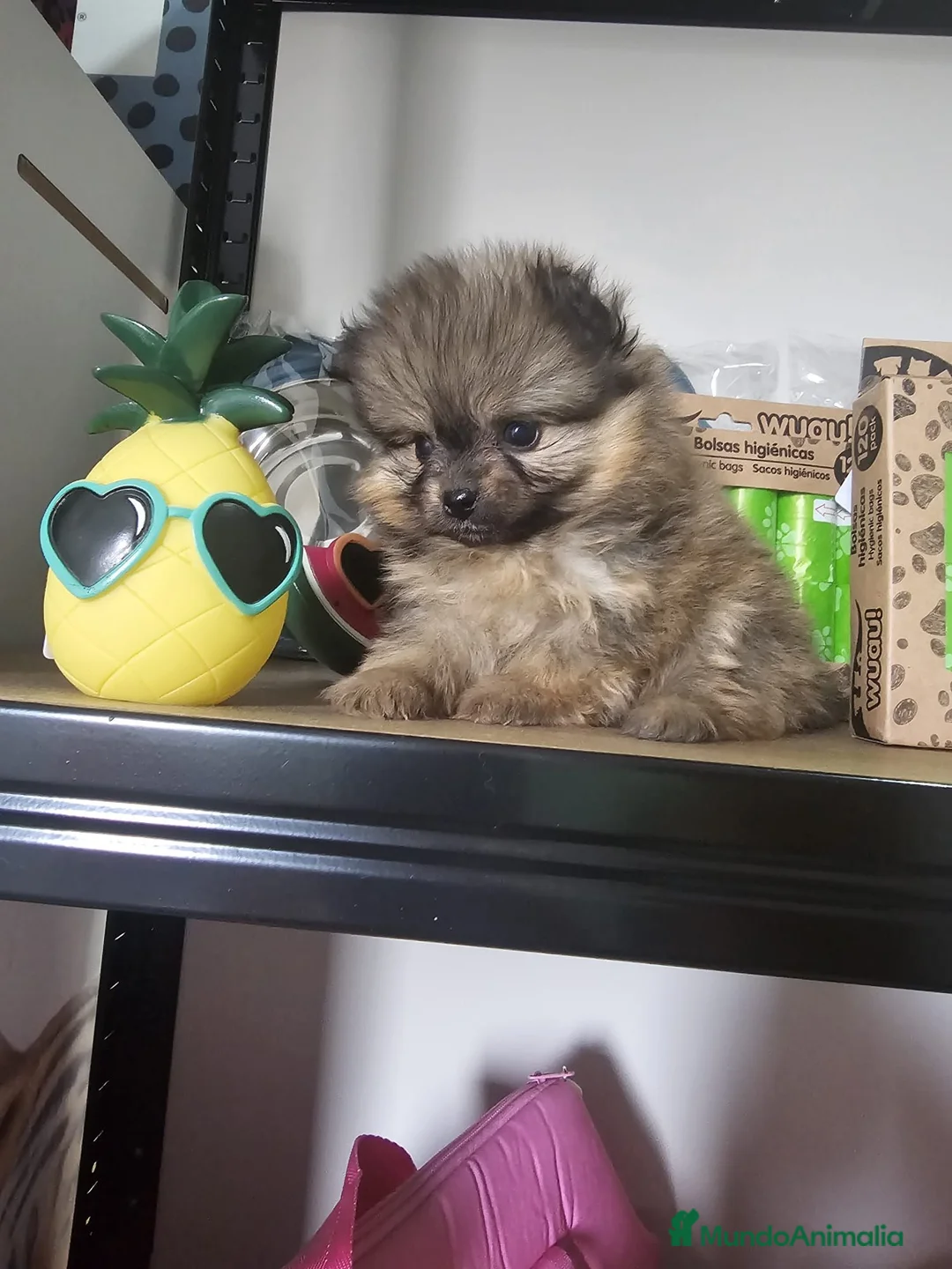 Pomerania perros en venta: CAMADA DE POMERANIA LINIA RUSA  - Anuncio 2