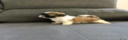 Shih Tzu perros en venta: Shith Tzu  - Anuncio 4