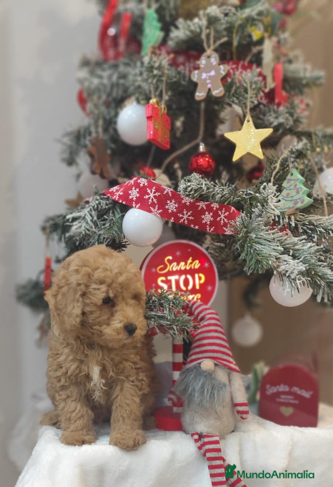 Caniche Toy perros en venta: Caniche toy  - Anuncio 7