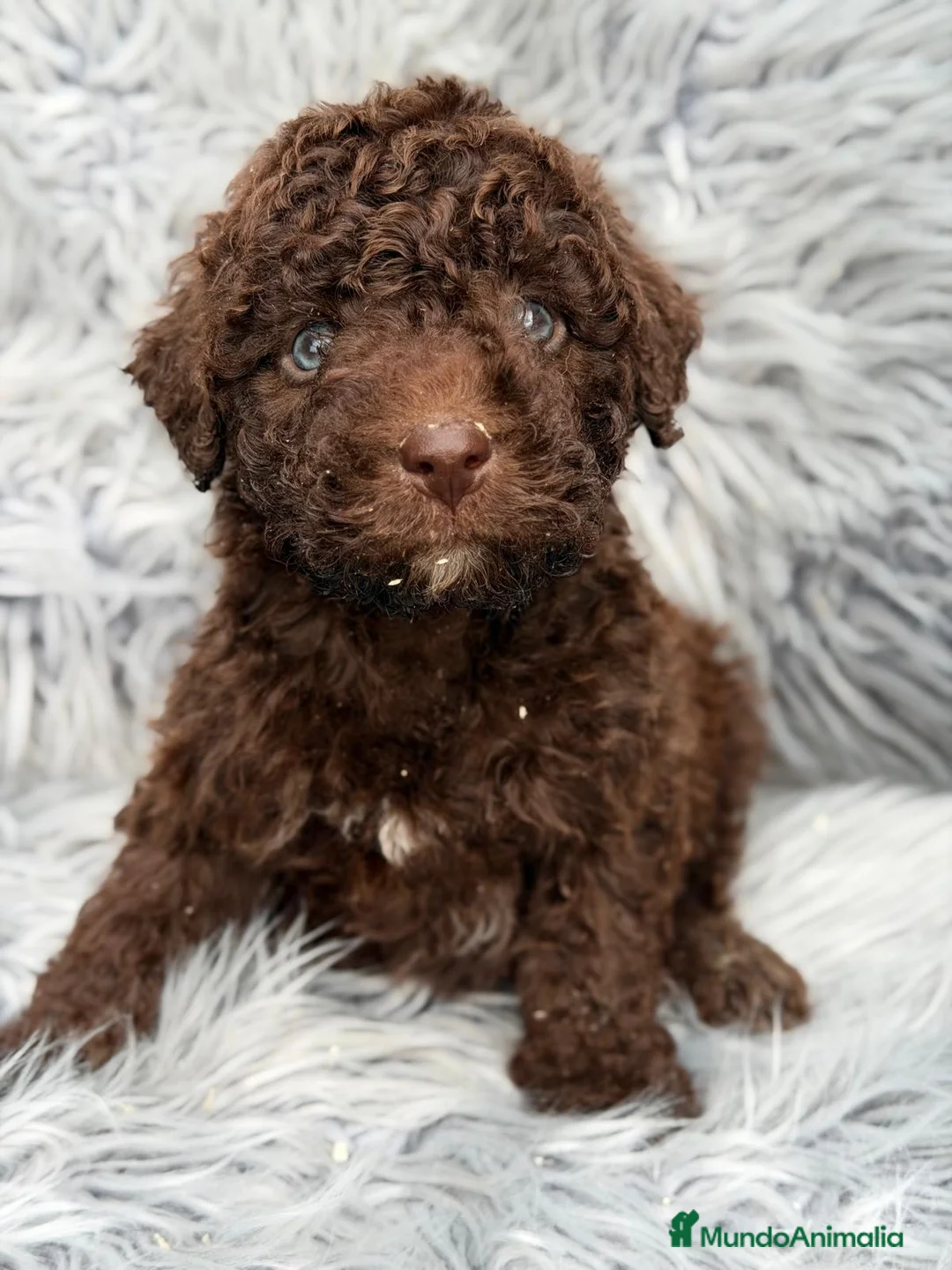 Perro de Agua Español perros en venta: PERRO DE AGUA ESPAÑOL CHOCOLATE - Anuncio 2