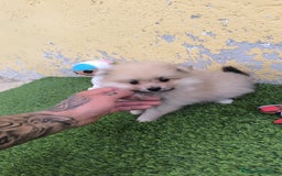 Pomerania perros en venta: OPORTUNIDAD ÚNICA  - Imagen 2