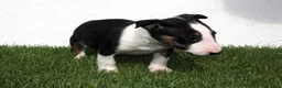 Bull Terrier perros en venta: Bull Terrier  - Anuncio 5