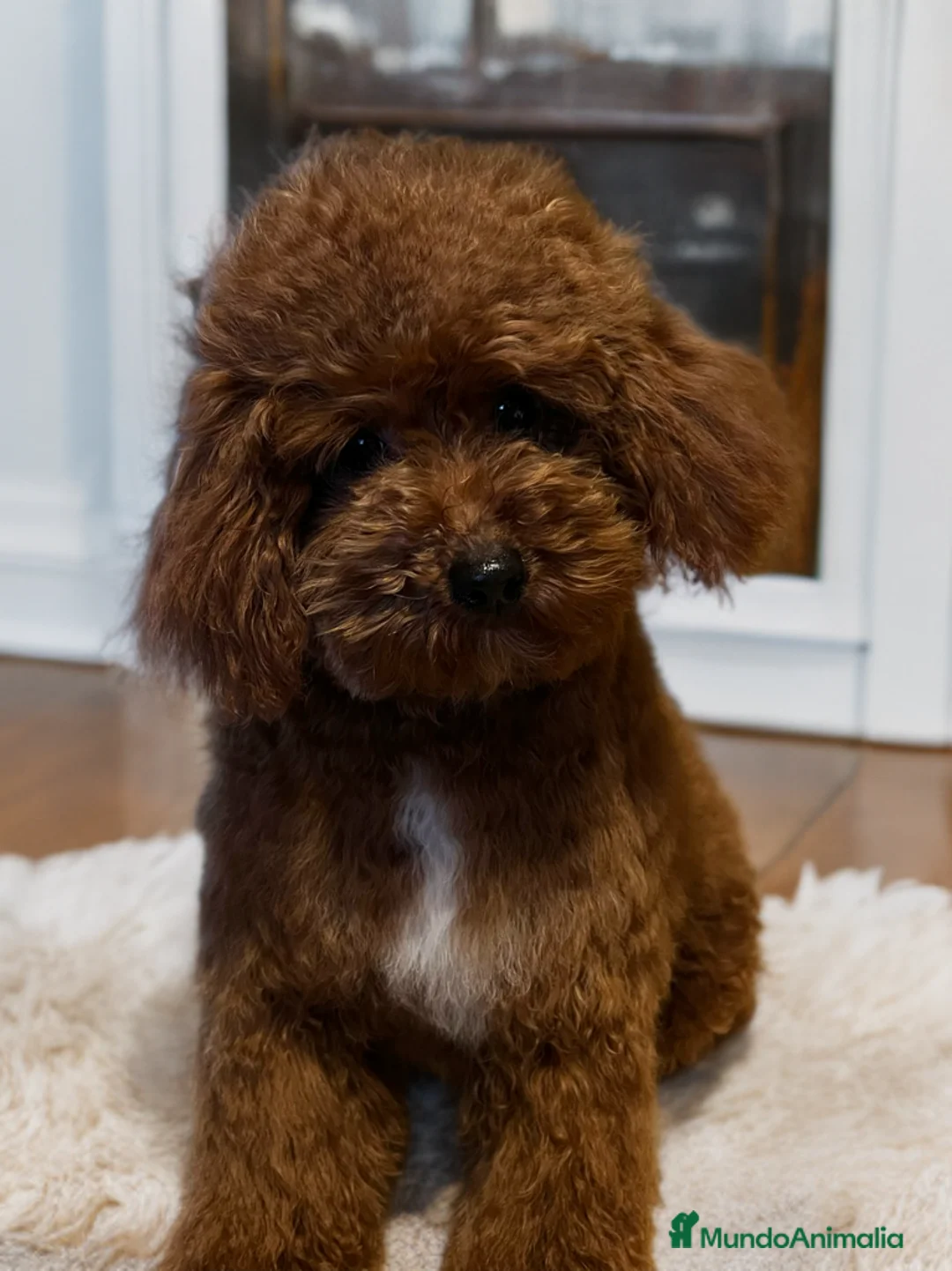 Caniche Toy perros en venta: PRECIOSOS CANICHES TOYS ROJO INTENSO - Anuncio 4