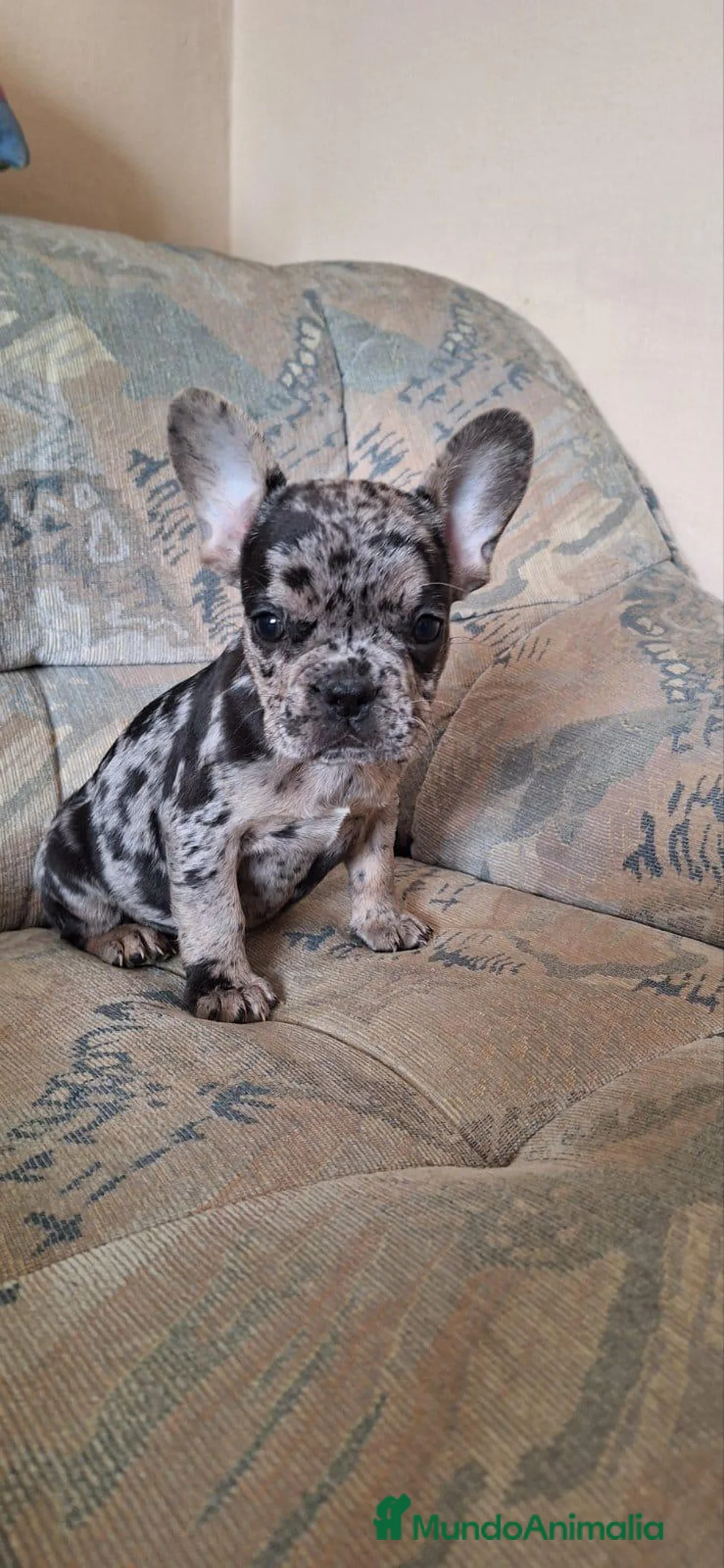 Bulldog Francés perros en venta: Cachorros de Bulldog francés  - Anuncio 3