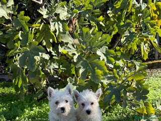 West Highland White Terrier perros Westy disponible - Anuncio 1