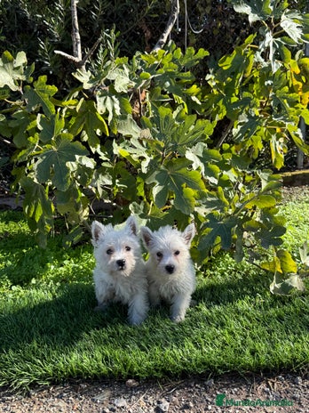 West Highland White Terrier perros Westy disponible - Anuncio 1