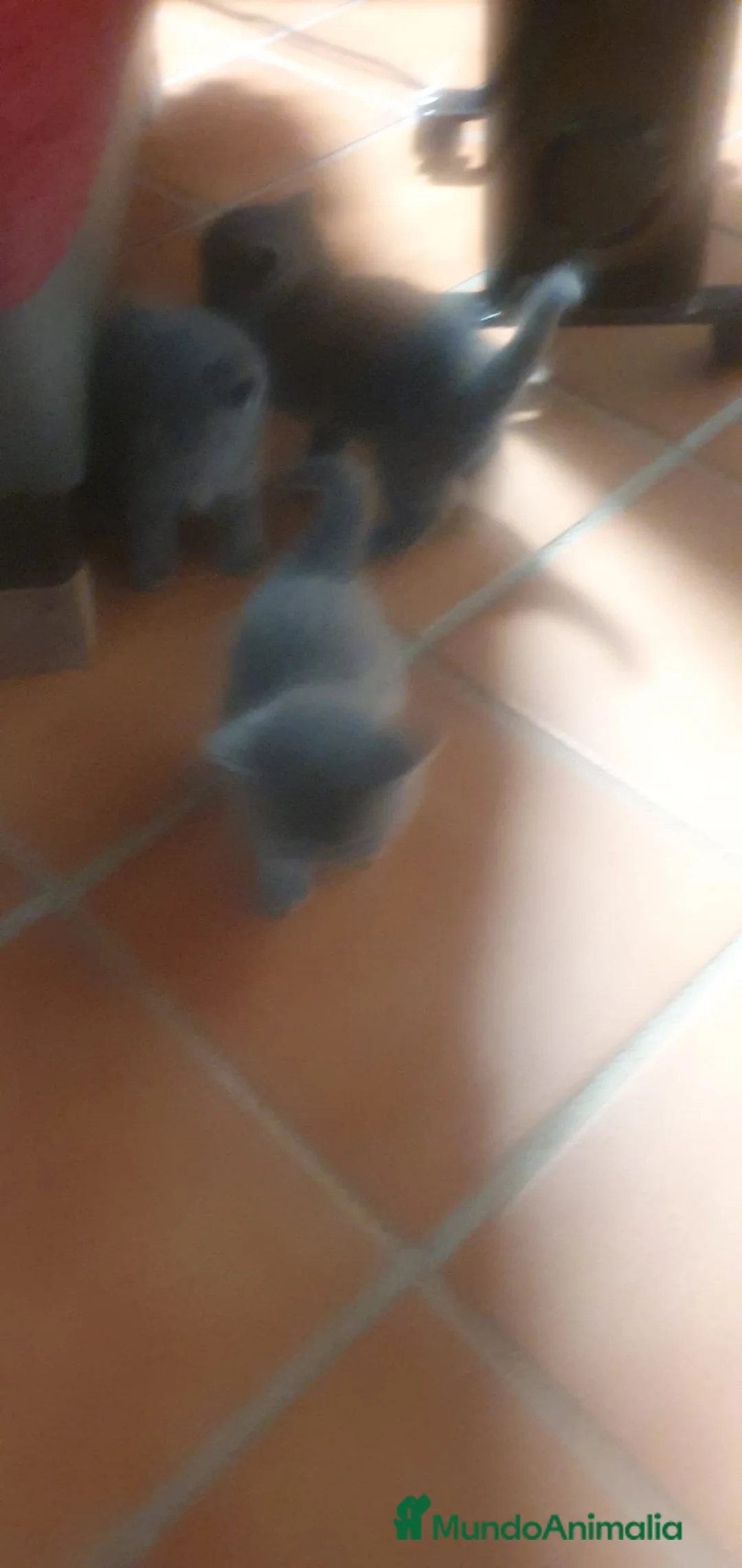 Azul Ruso gatos en venta: Azul ruso hembra y macho  - Anuncio 7