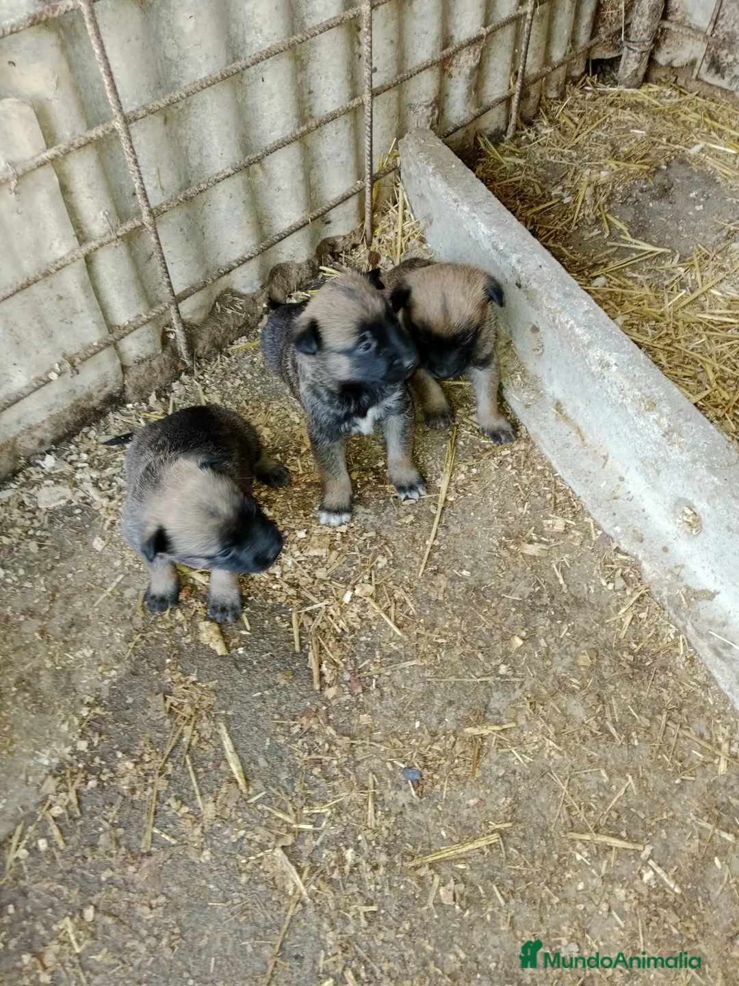 Pastor Belga Malinois perros en venta: CACHORROS PASTOR BELGA MALINOIS  - Anuncio 1