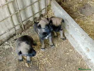 Pastor Belga Malinois perros CACHORROS PASTOR BELGA MALINOIS - Anuncio 2