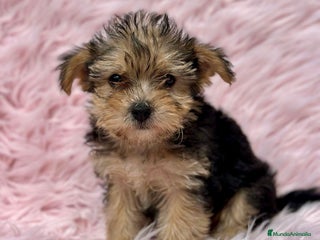 Yorkshire Terrier perros - Anuncio 38
