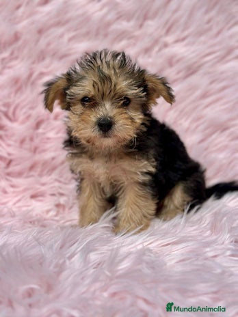 Yorkshire Terrier perros - Anuncio 13
