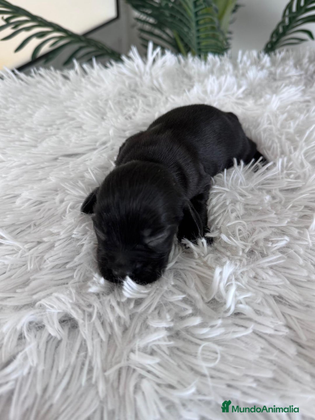 Cocker Spaniel Inglés perros en venta: COCKER MACHO - Imagen 2