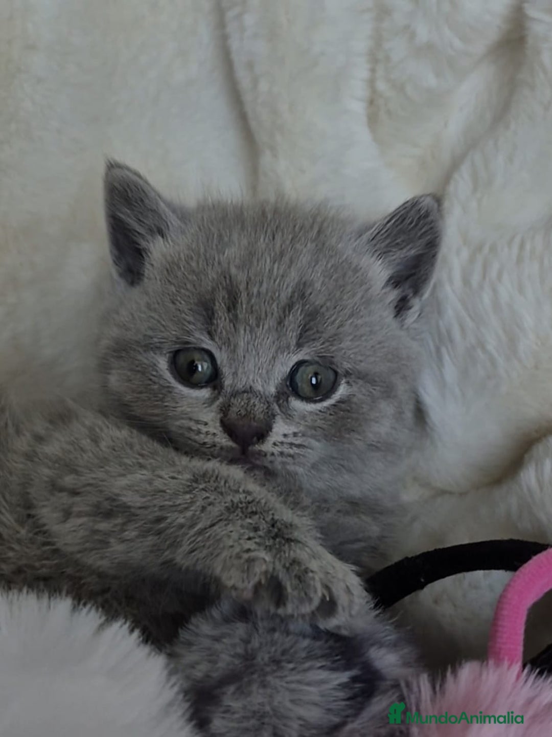 Británico de Pelo Corto gatos en venta: Gatos brithis blue y más colores preciosos  - Anuncio 7
