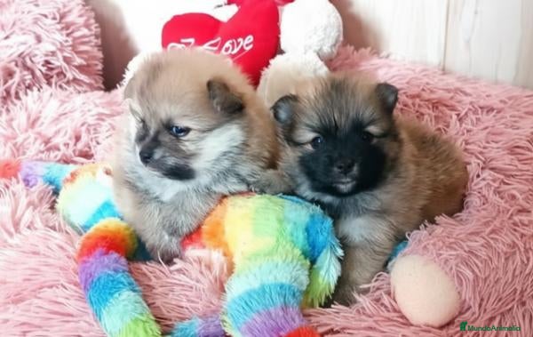Pomerania perros CACHORROS DE POMERANIA - Anuncio 2
