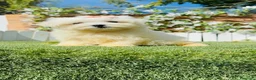 Bichón Maltés perros en venta: BICHON MALTES - HEMBRA - Anuncio 15