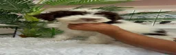 Perro de Agua Español perros en venta: PERRO DE AGUA - Anuncio 8