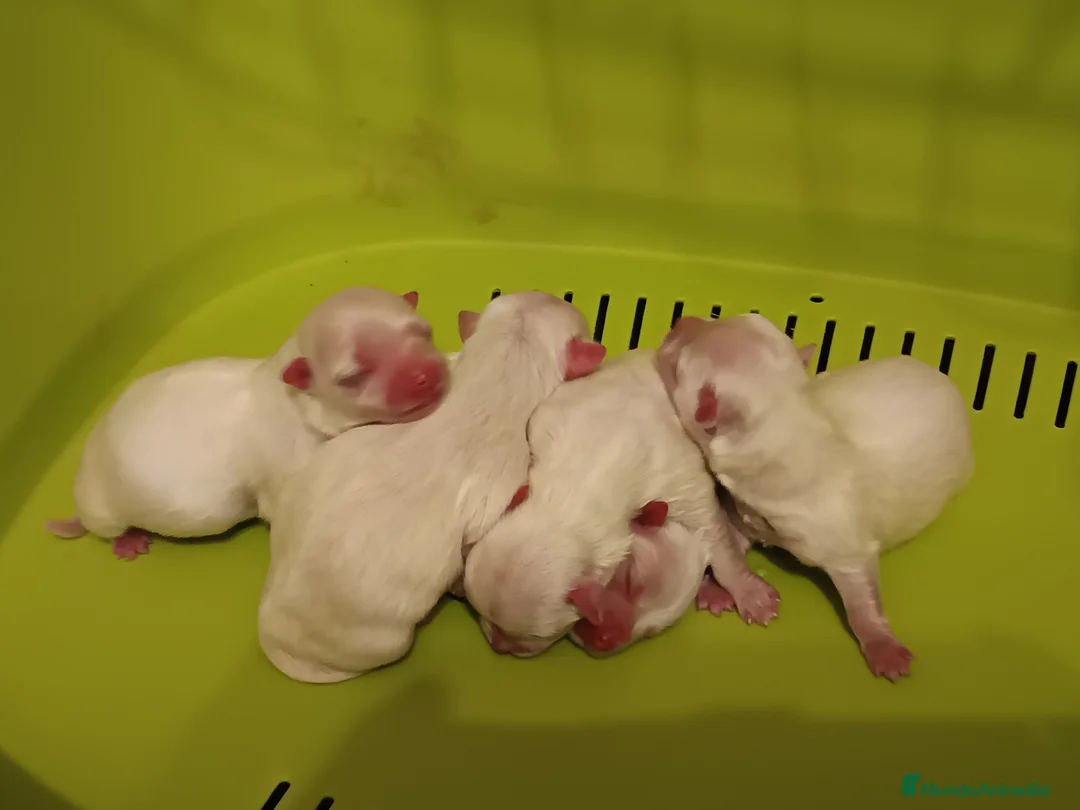 Bichón Maltés perros en venta: Maltés Toy - Anuncio 4