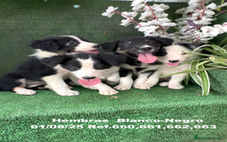 Border Collie perros en venta: Border Collie De Villa Biznaga - Imagen 24