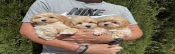 Maltipoo perros en venta: Maltipoo disponibles machos !!! - Anuncio 4