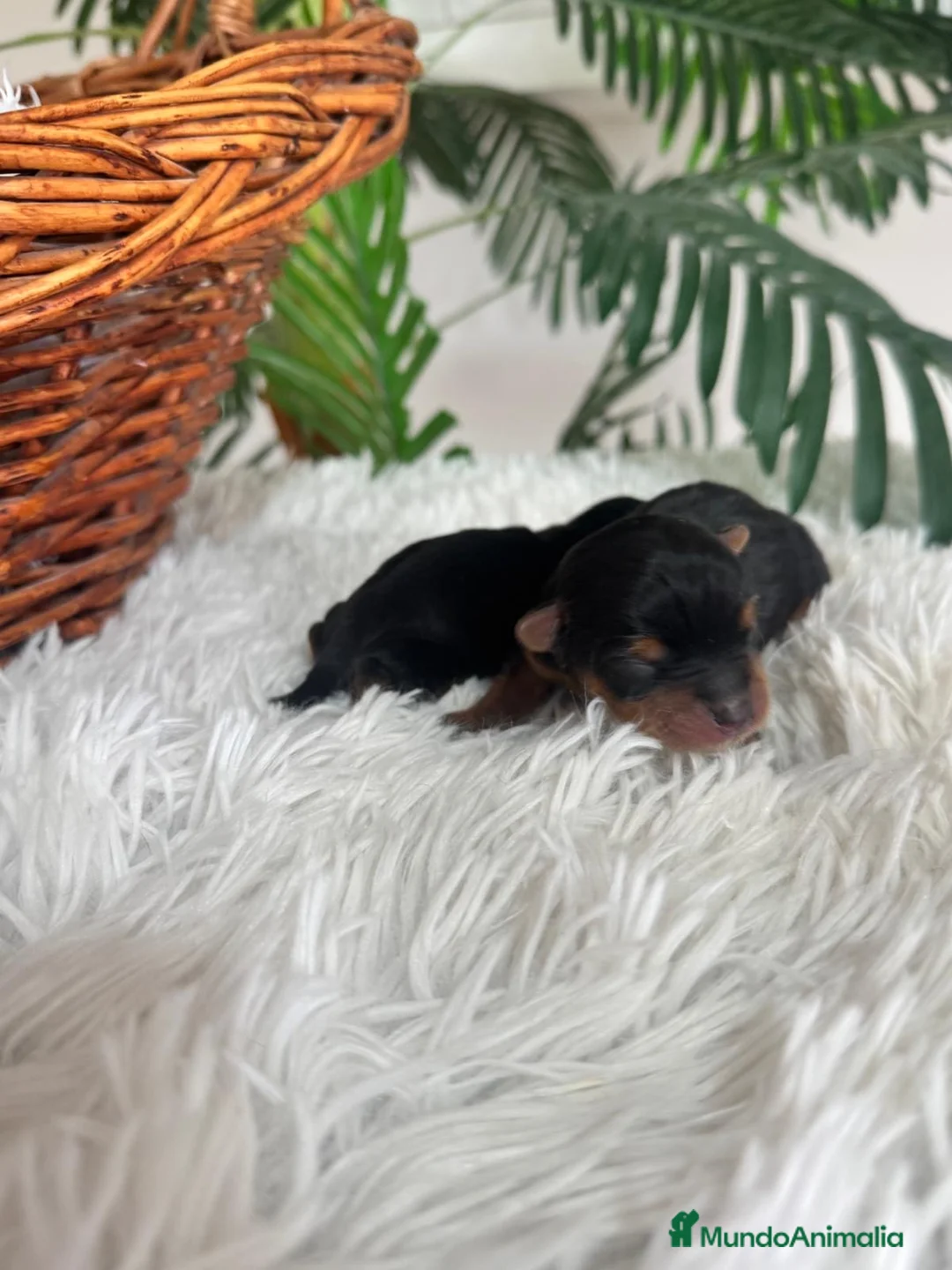 Yorkshire Terrier perros en venta: YORKSHIRE TERRIER - Anuncio 6