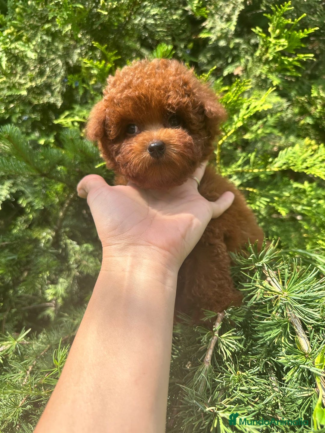 Caniche Toy perros en venta: Hembrita asiática tea cup  - Imagen 1