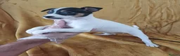 Ratonero Bodeguero Andaluz perros en venta: Bodeguero Andaluz  - Anuncio 2