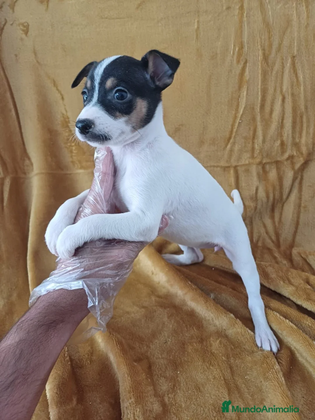 Ratonero Bodeguero Andaluz perros en venta: Bodeguero Andaluz  - Anuncio 2
