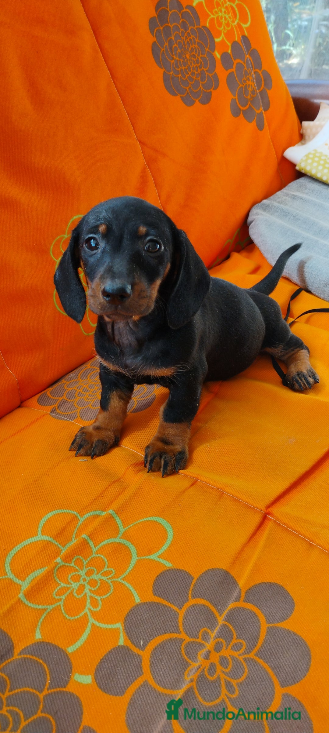 Teckel perros en venta: Cachorros teckel miniatura  - Imagen 1
