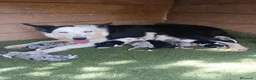 Border Collie perros en venta: Border collie  - Anuncio 4