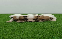 Jack Russell Terrier perros en venta: Jack Russell Terrier  - Imagen 3