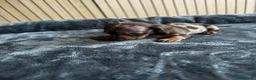 Teckel Miniatura perros en venta: Teckel miniatura chocolate y arlequín chocolate - Anuncio 1