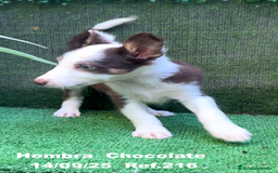 Border Collie perros en venta: Border Collie Chocolate - Imagen 19