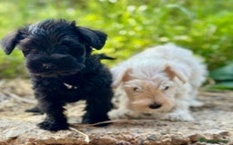 Schnauzer Miniatura perros en venta: SCHNAUZER MINIATURA DISPONIBLES - Imagen 3