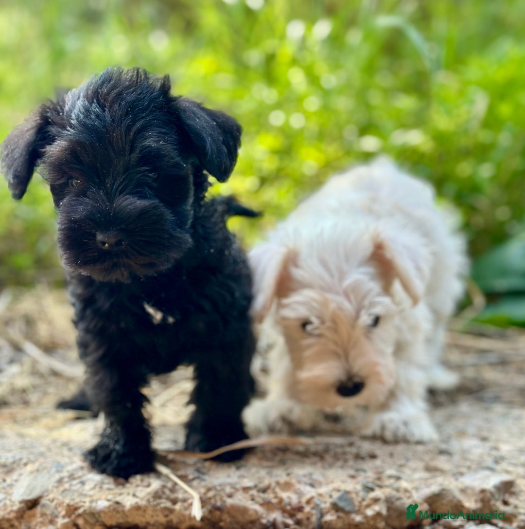 Schnauzer Miniatura perros en venta: SCHNAUZER MINIATURA DISPONIBLES - Imagen 3