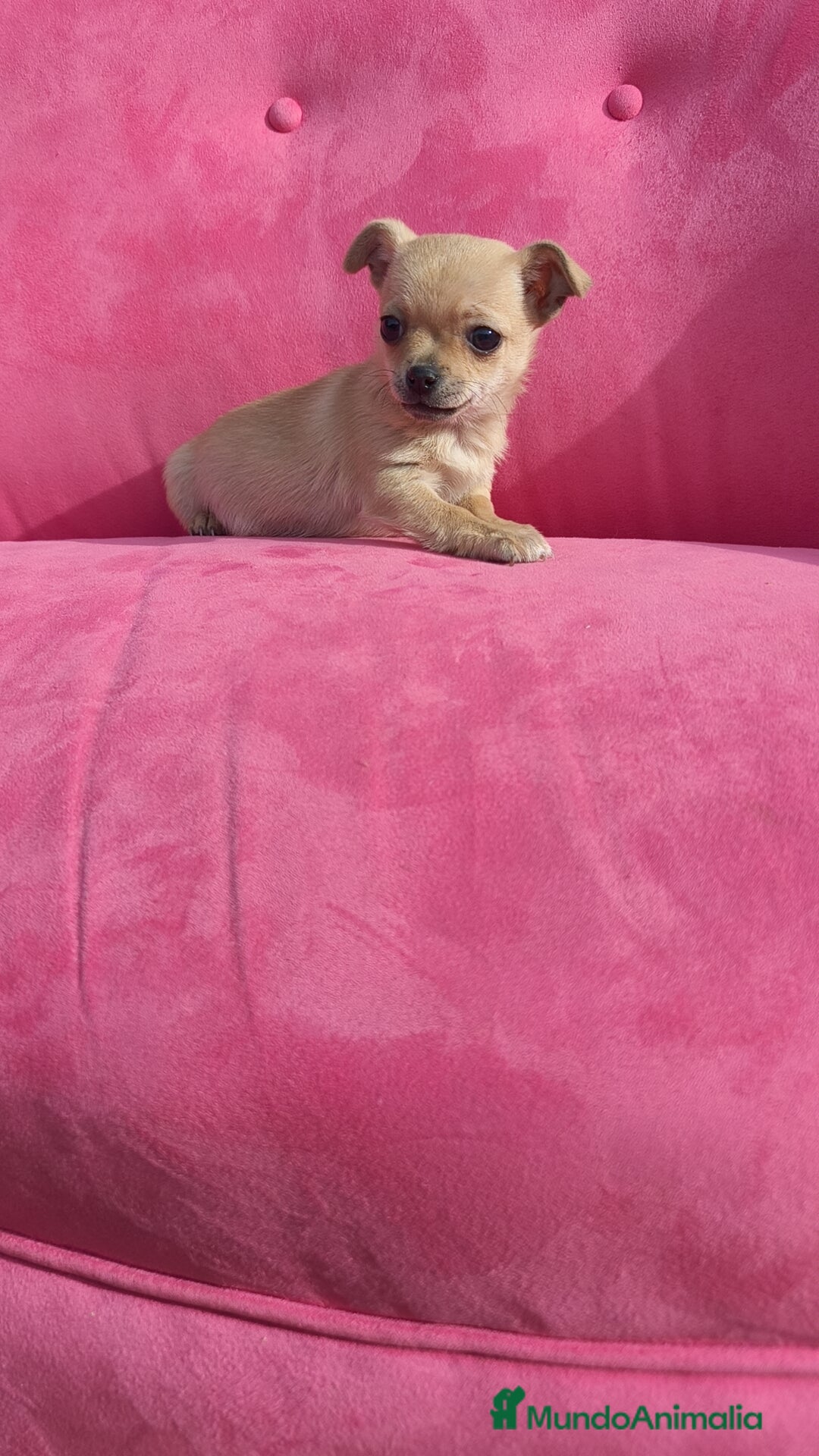Chihuahua perros en venta: Chihuahua hembra disponible  - Anuncio 4