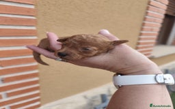 Caniche Toy perros en venta: Cachorritos Caniche Toy Rojo  - Imagen 4