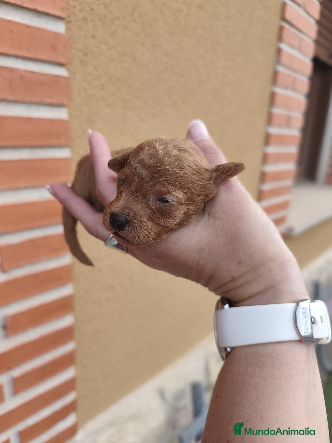 Caniche Toy perros en venta: Cachorritos Caniche Toy Rojo  - Imagen 4