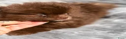 Pomerania perros en venta: POMERANIA CHOCOLATE MACHO - Anuncio 3