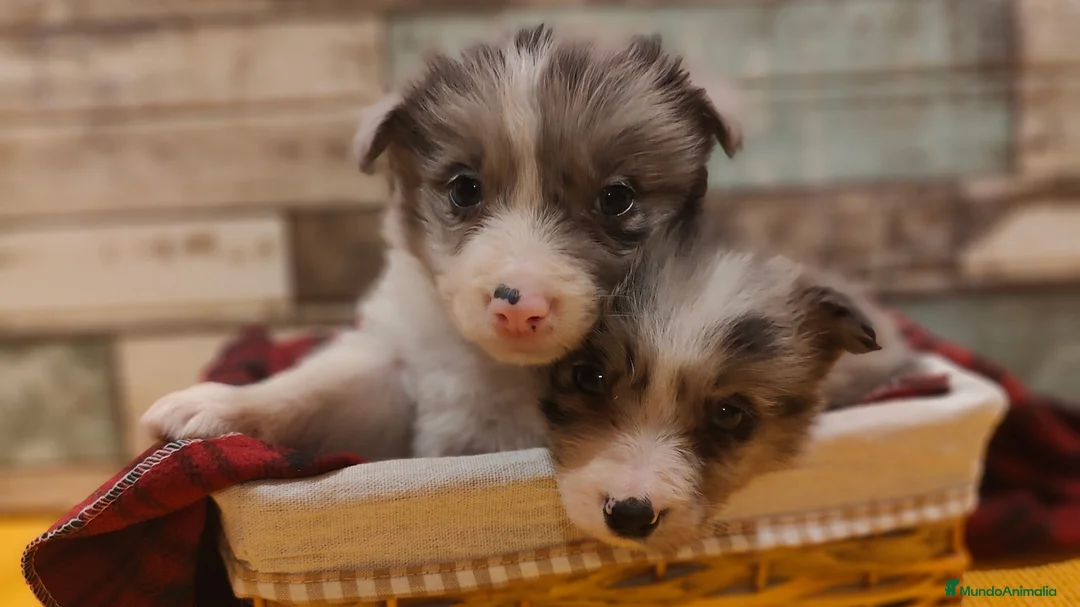Border Collie perros en venta: Cachorros Border Collie listos para entregar - Anuncio 5