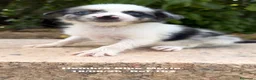 Border Collie perros en venta: BORDER COLLIE DE VILLA BIZNAGA - Anuncio 30